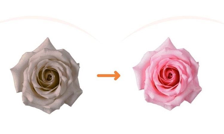 Công ty chuyên nhận gia công kem làm hồng nhũ hoa độc quyền trọn gói